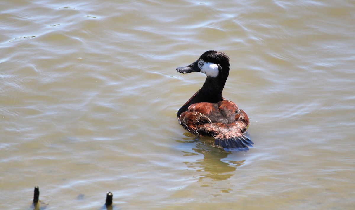 Ruddy Duck - ML620451160