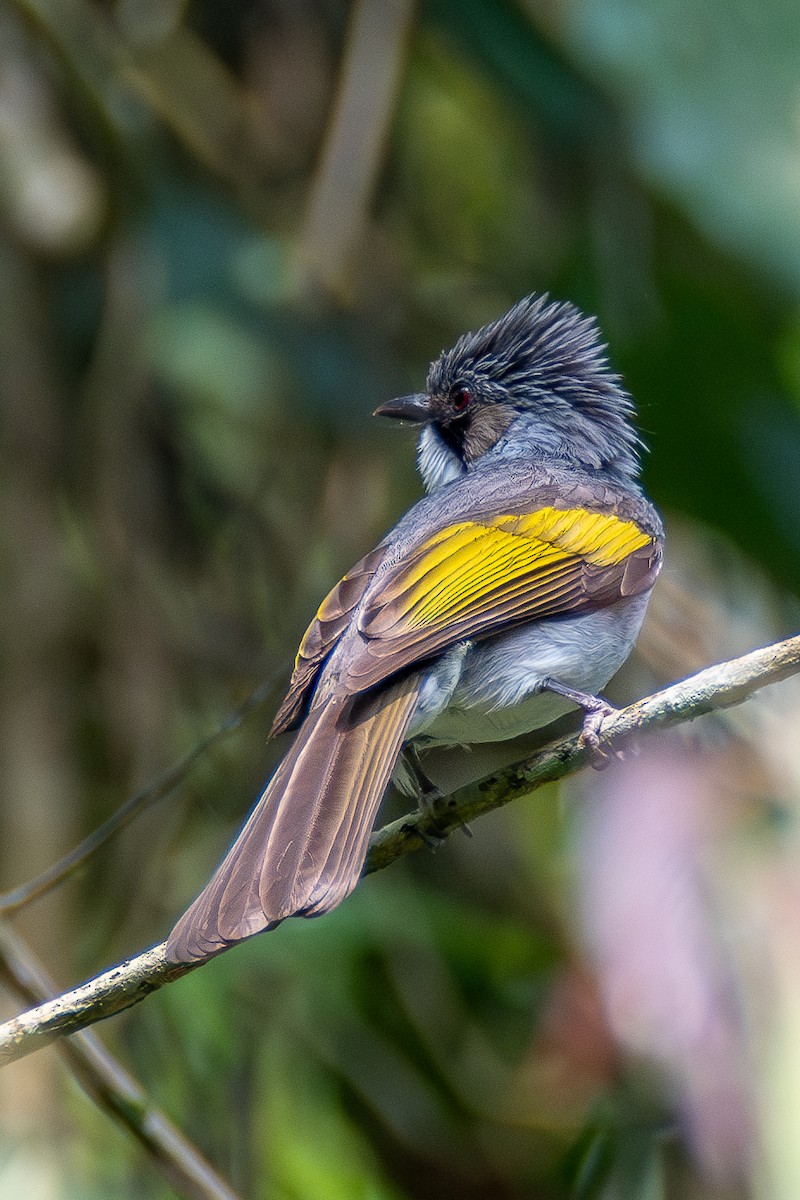 Bulbul à ailes vertes - ML620451162