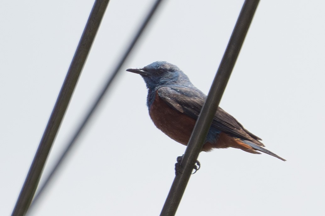 Blue Rock-Thrush - ML620451166