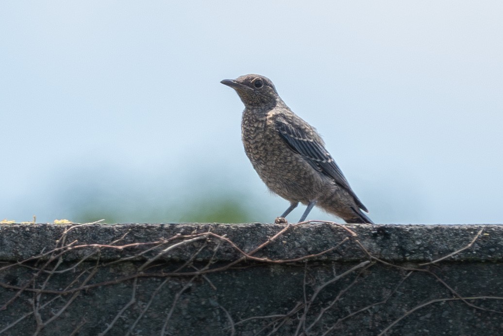 Blue Rock-Thrush - ML620451168