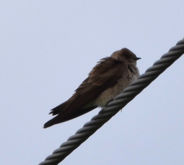 Northern Rough-winged Swallow - ML620451169