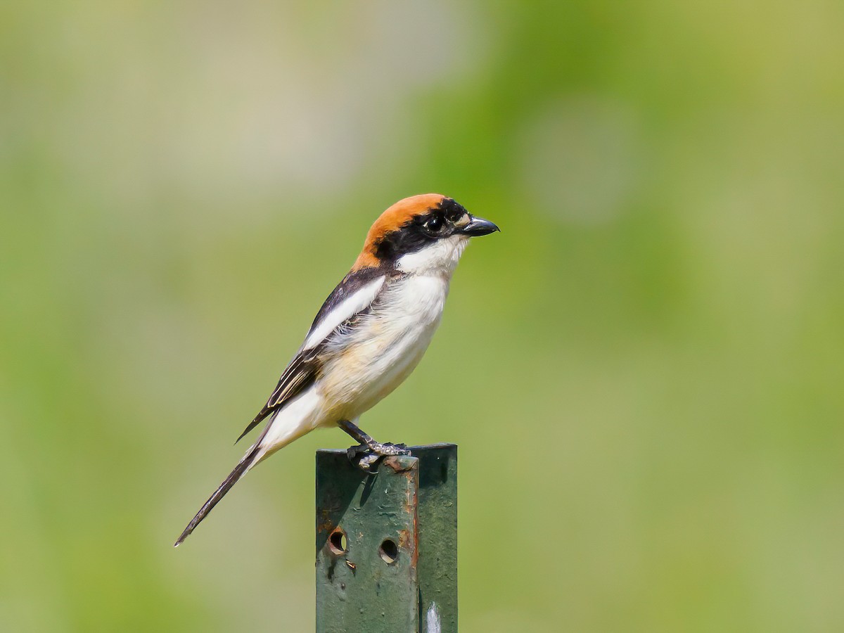 Woodchat Shrike - Manuel Fernandez-Bermejo