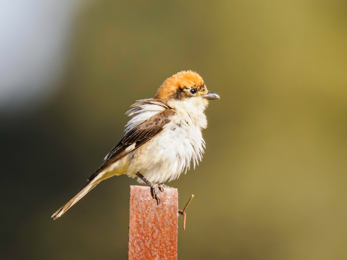 Woodchat Shrike - ML620451171