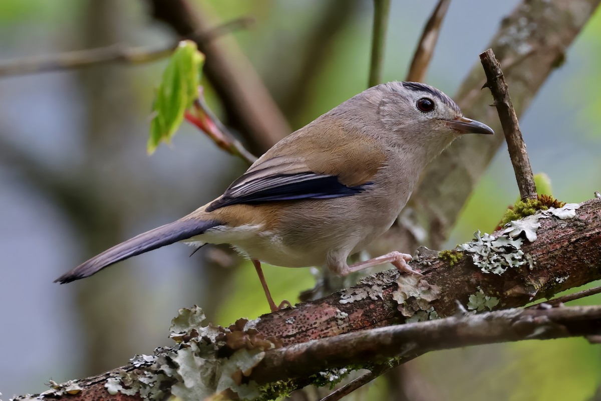 Actinodure à ailes bleues - ML620451174