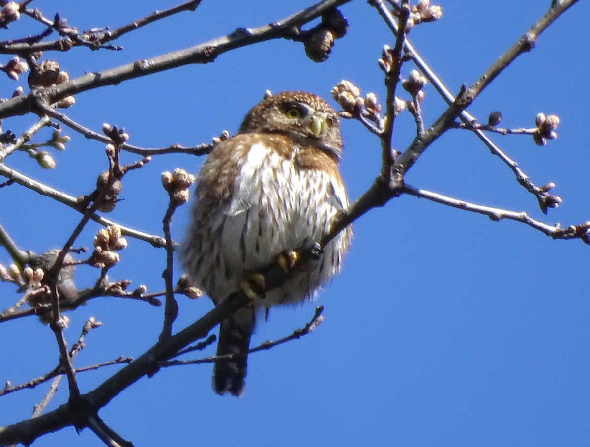 Northern Pygmy-Owl - ML620451178