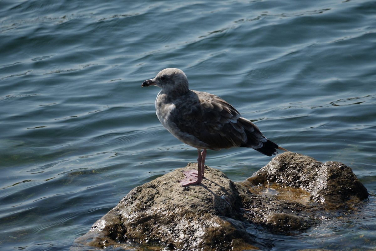 Western Gull - ML620451188