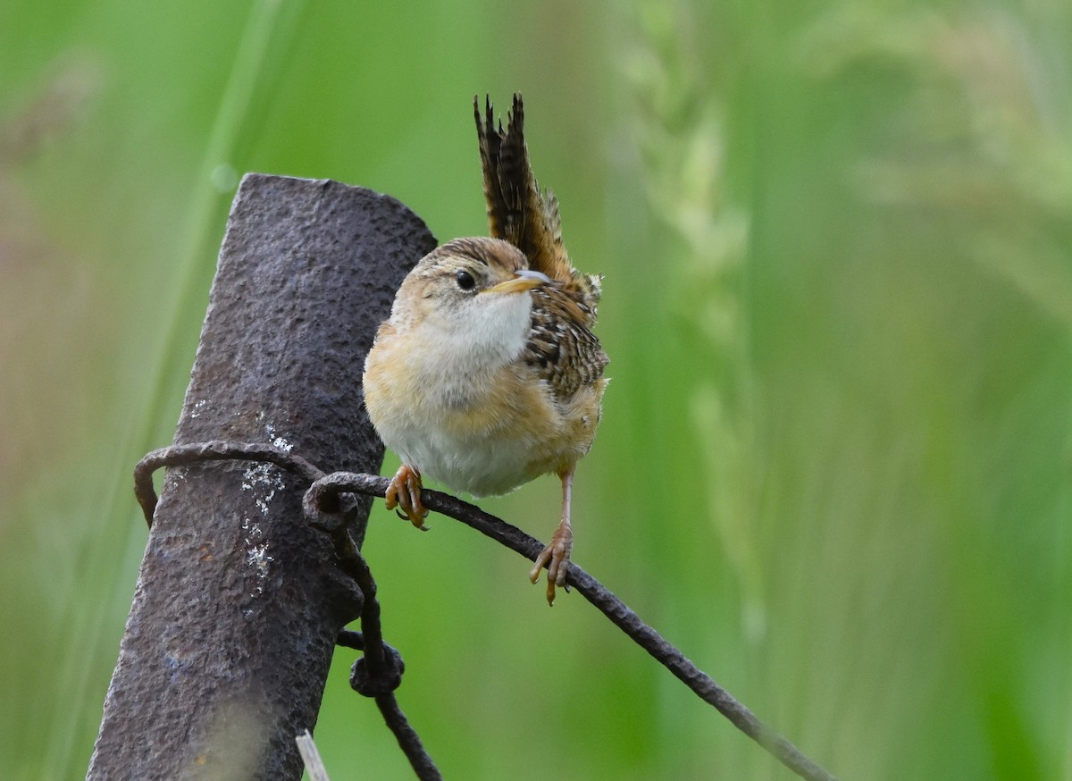 Sedge Wren - ML620451204