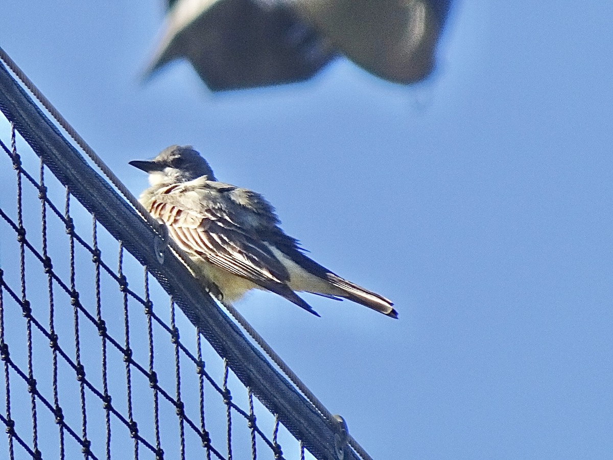 Cassin's Kingbird - ML620451205