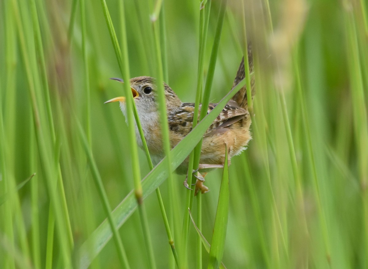 Sedge Wren - ML620451210