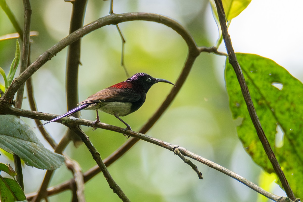 Black-throated Sunbird - ML620451220