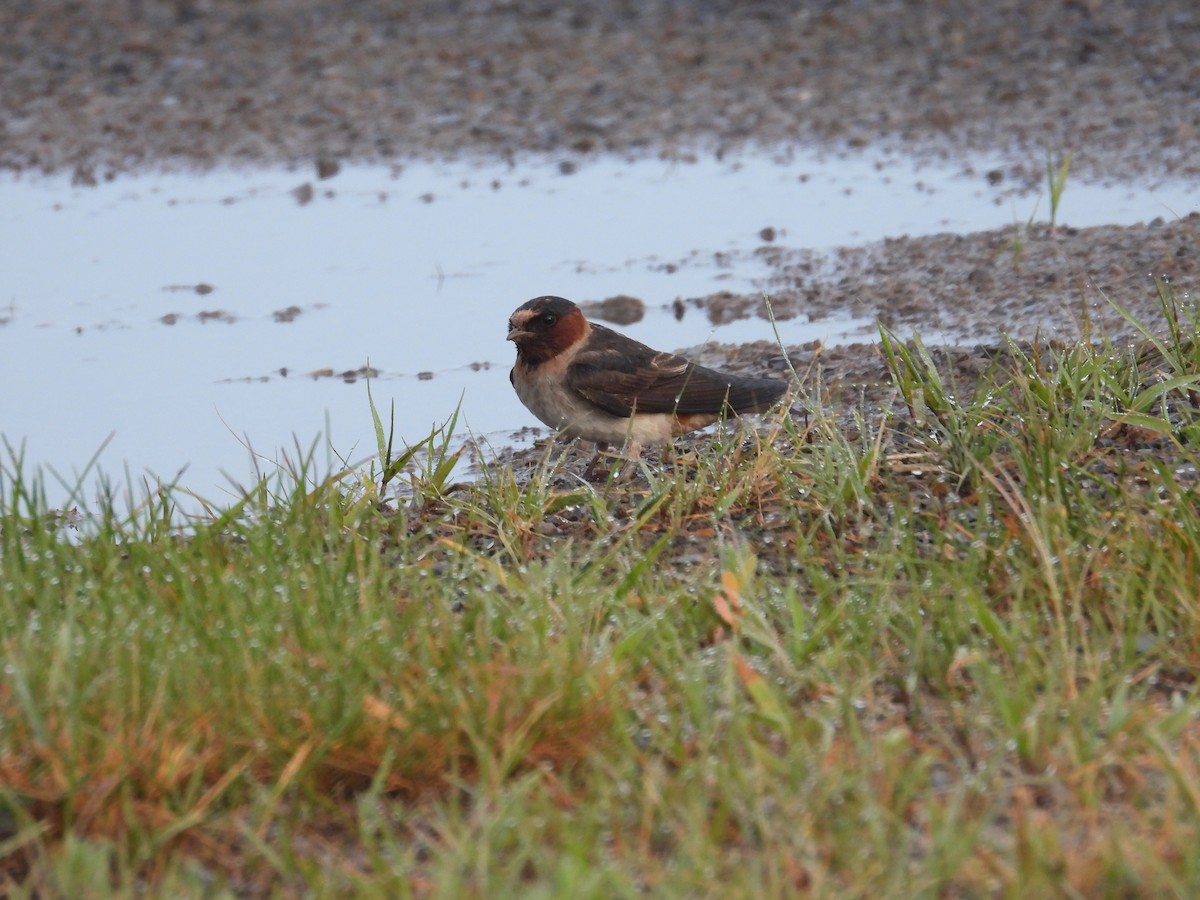 Cliff Swallow - ML620451221