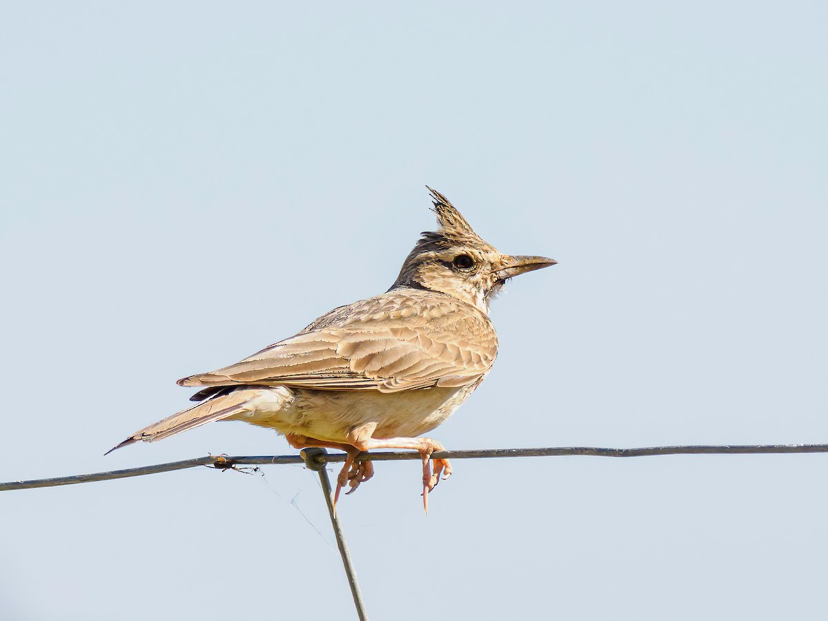 Cochevis huppé - ML620451223