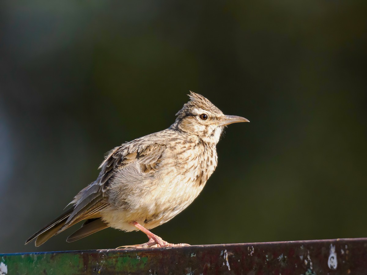 Cochevis huppé - ML620451225