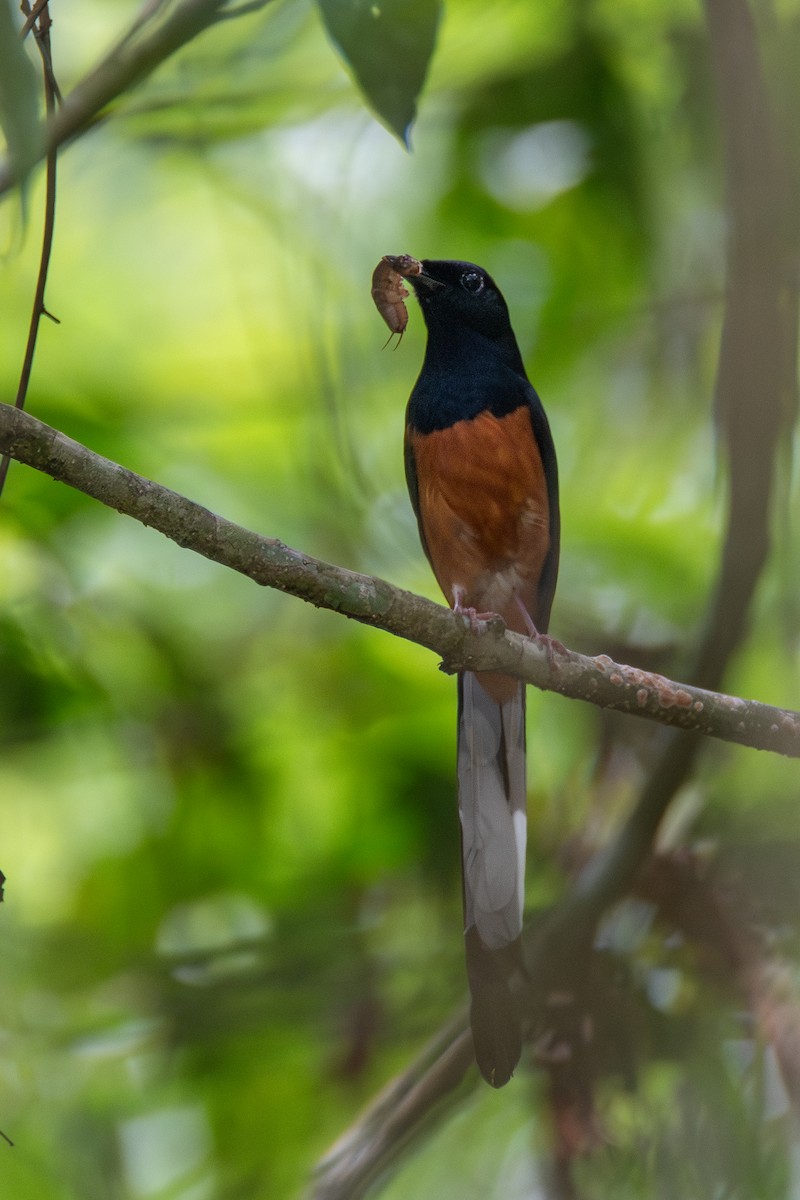 White-rumped Shama - ML620451238