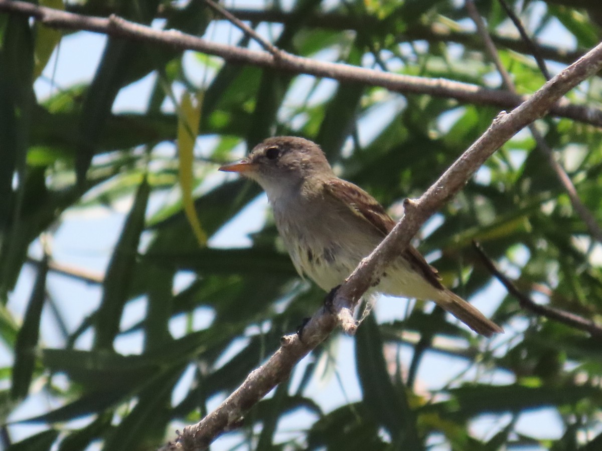 Alder/Willow Flycatcher (Traill's Flycatcher) - ML620451243