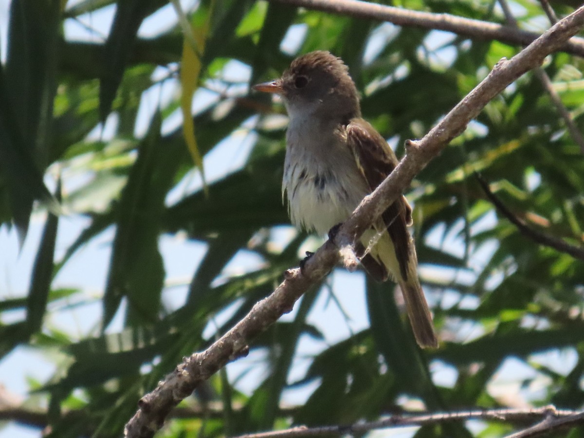 Alder/Willow Flycatcher (Traill's Flycatcher) - Sara Boscoe