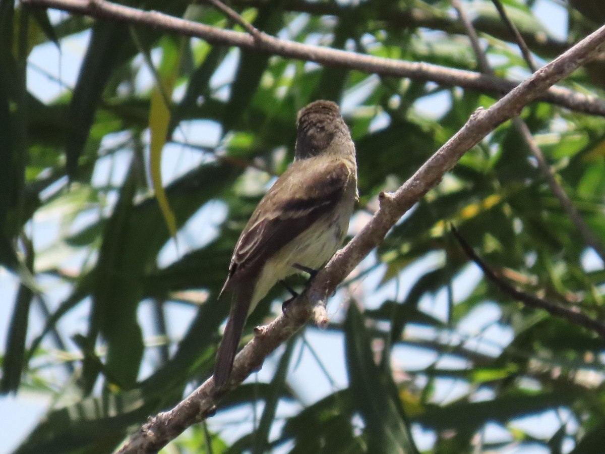 Alder/Willow Flycatcher (Traill's Flycatcher) - ML620451245