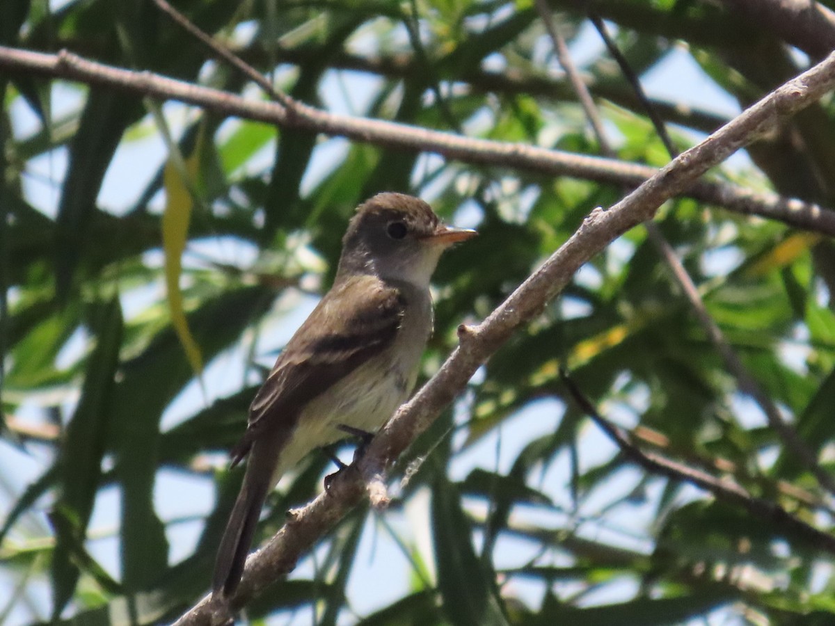 Alder/Willow Flycatcher (Traill's Flycatcher) - ML620451246