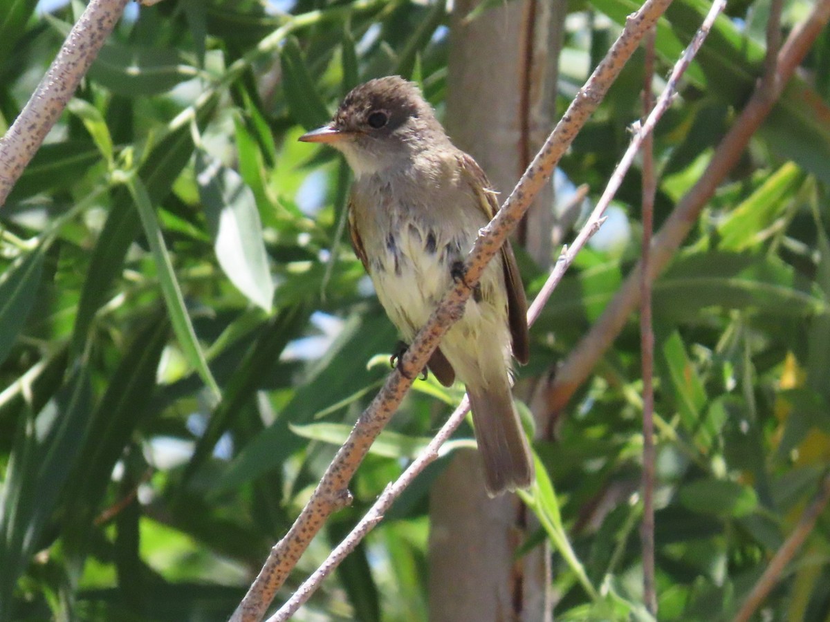 Alder/Willow Flycatcher (Traill's Flycatcher) - ML620451248