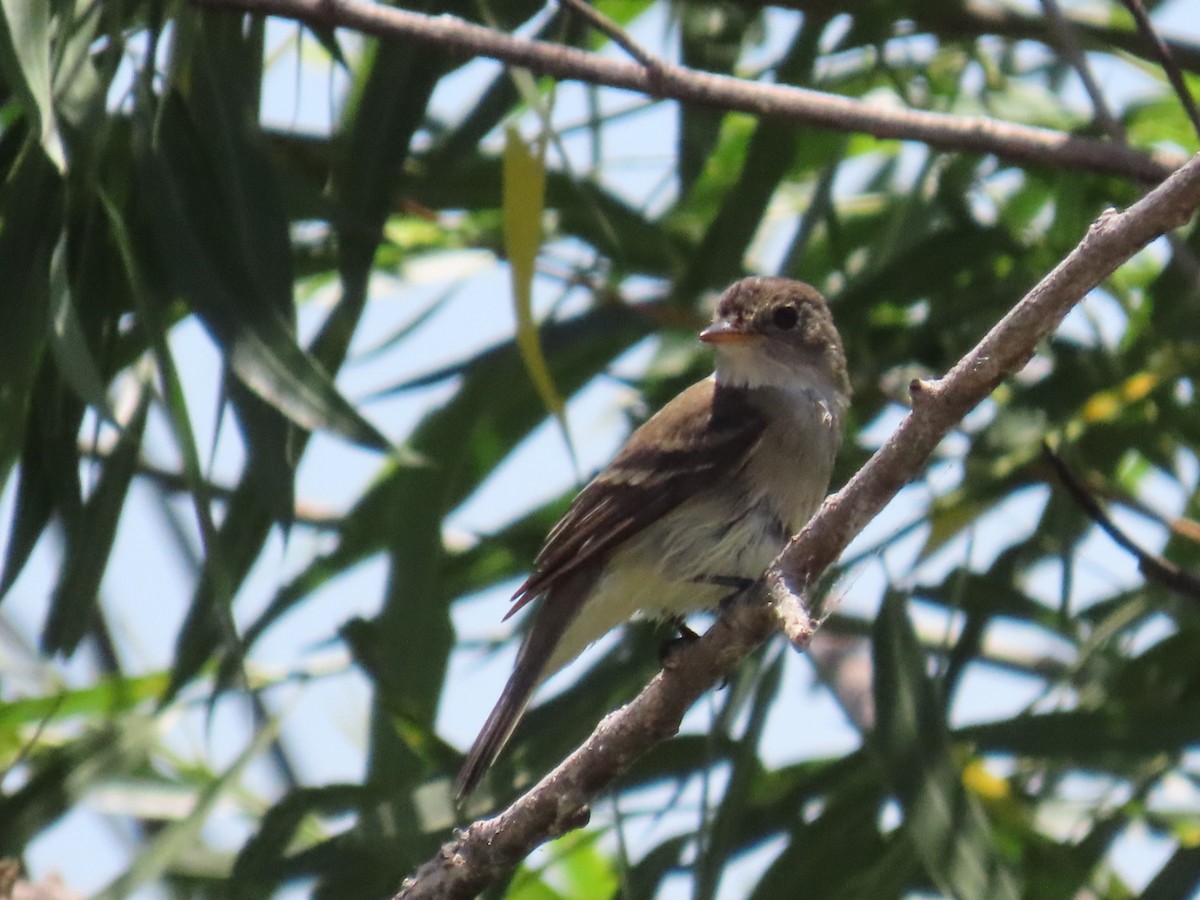 Alder/Willow Flycatcher (Traill's Flycatcher) - ML620451250