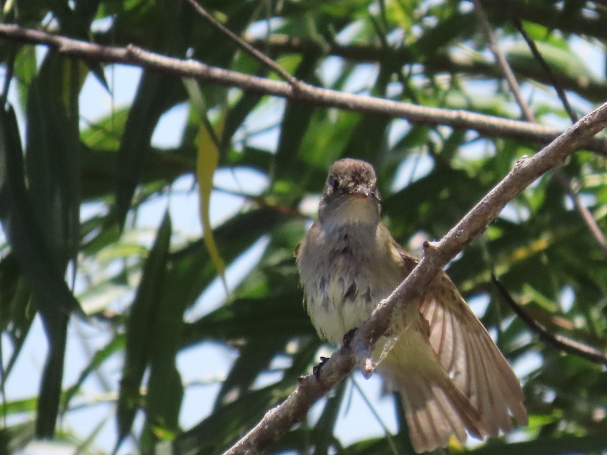 Alder/Willow Flycatcher (Traill's Flycatcher) - ML620451251