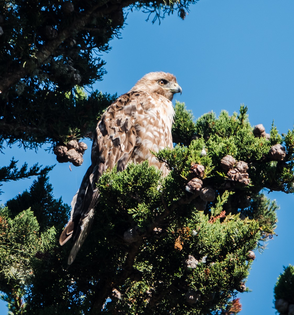 Red-tailed Hawk - ML620451252