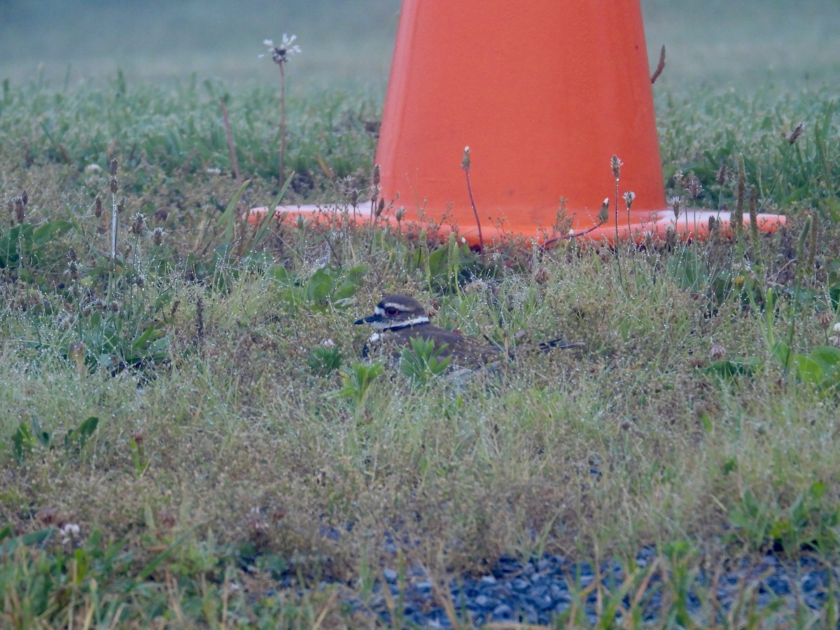 Killdeer - Tracy Mosebey