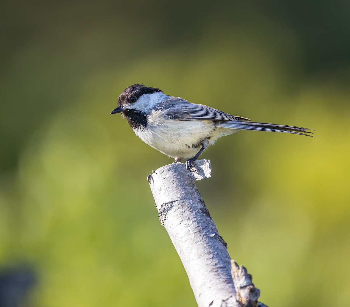 Black-capped Chickadee - ML620451275