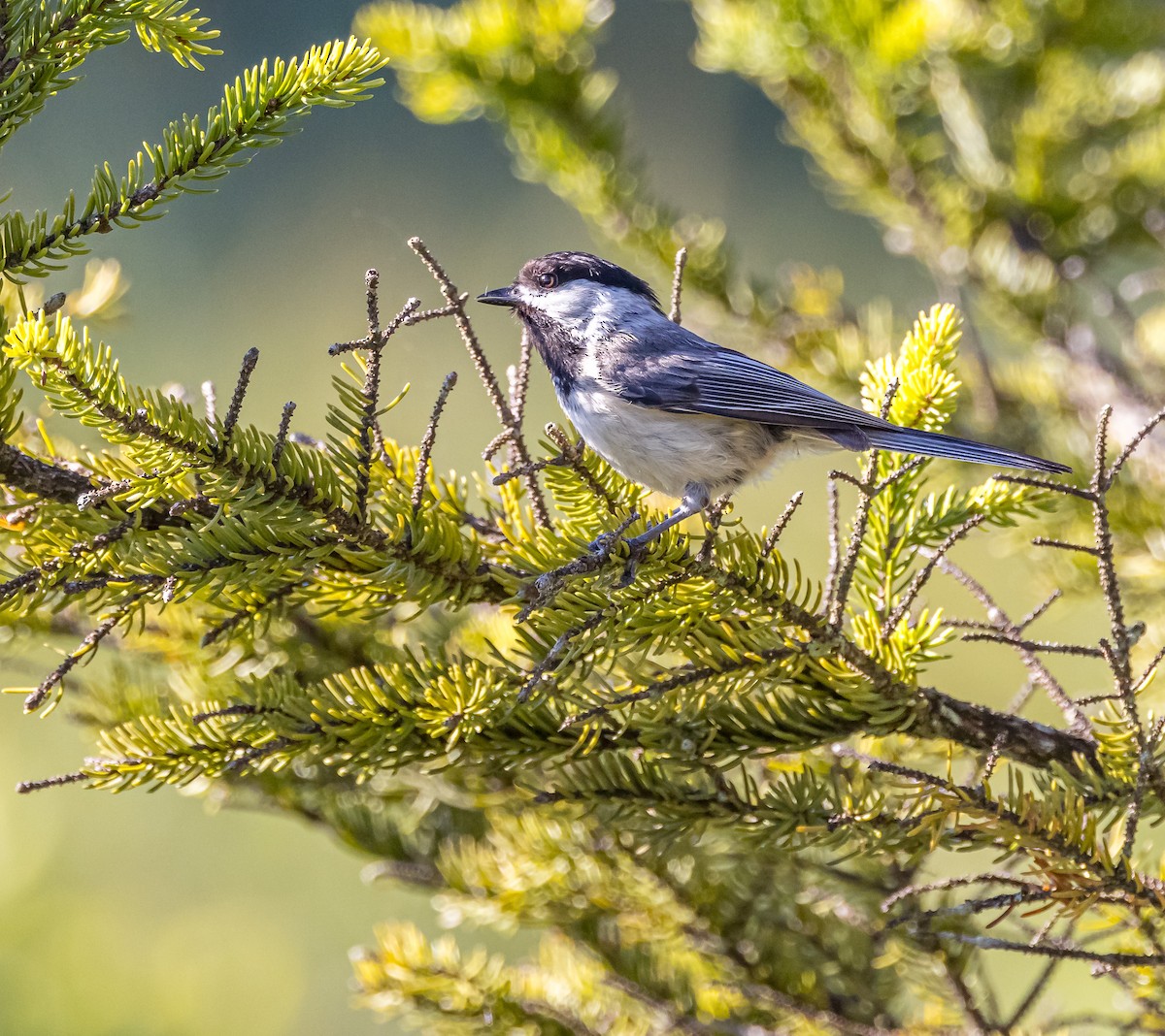 Black-capped Chickadee - ML620451276