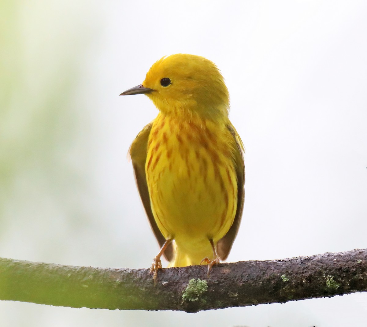 Yellow Warbler - ML620451288