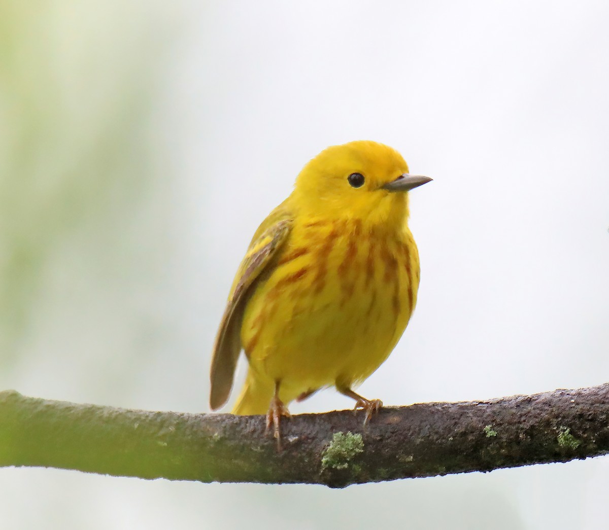 Yellow Warbler - ML620451289