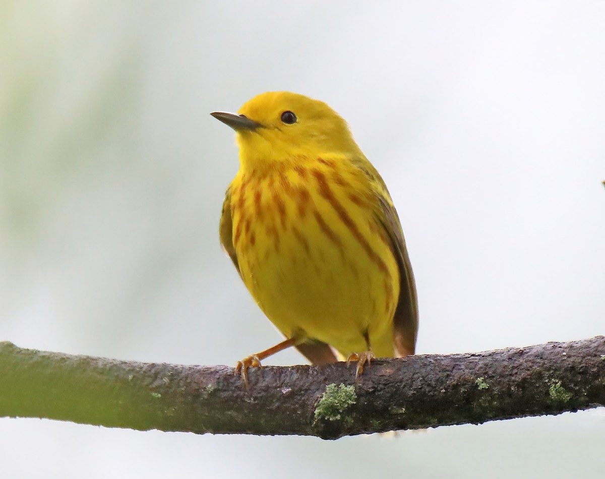 Yellow Warbler - Elizabeth Winter