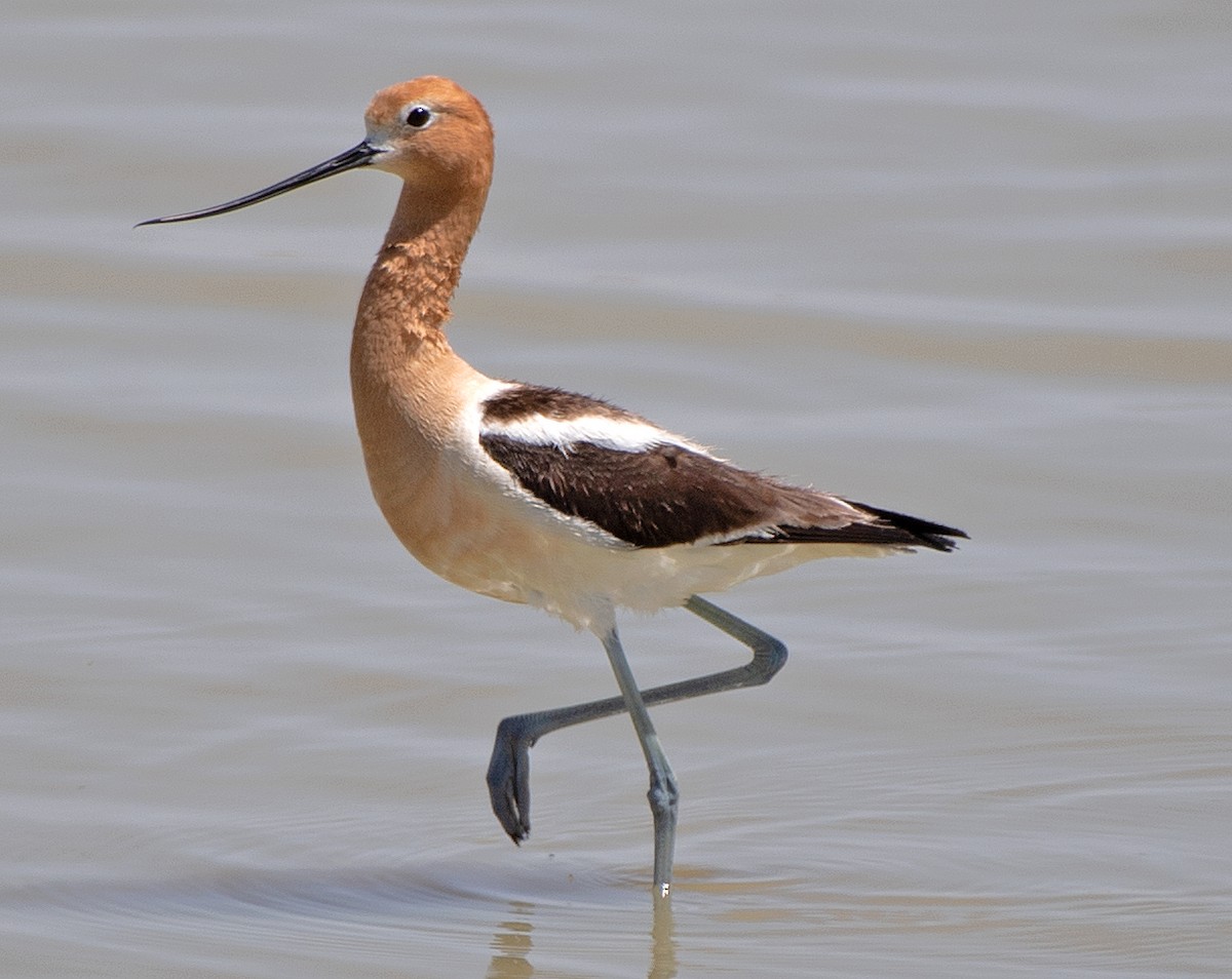 Avocette d'Amérique - ML620451294