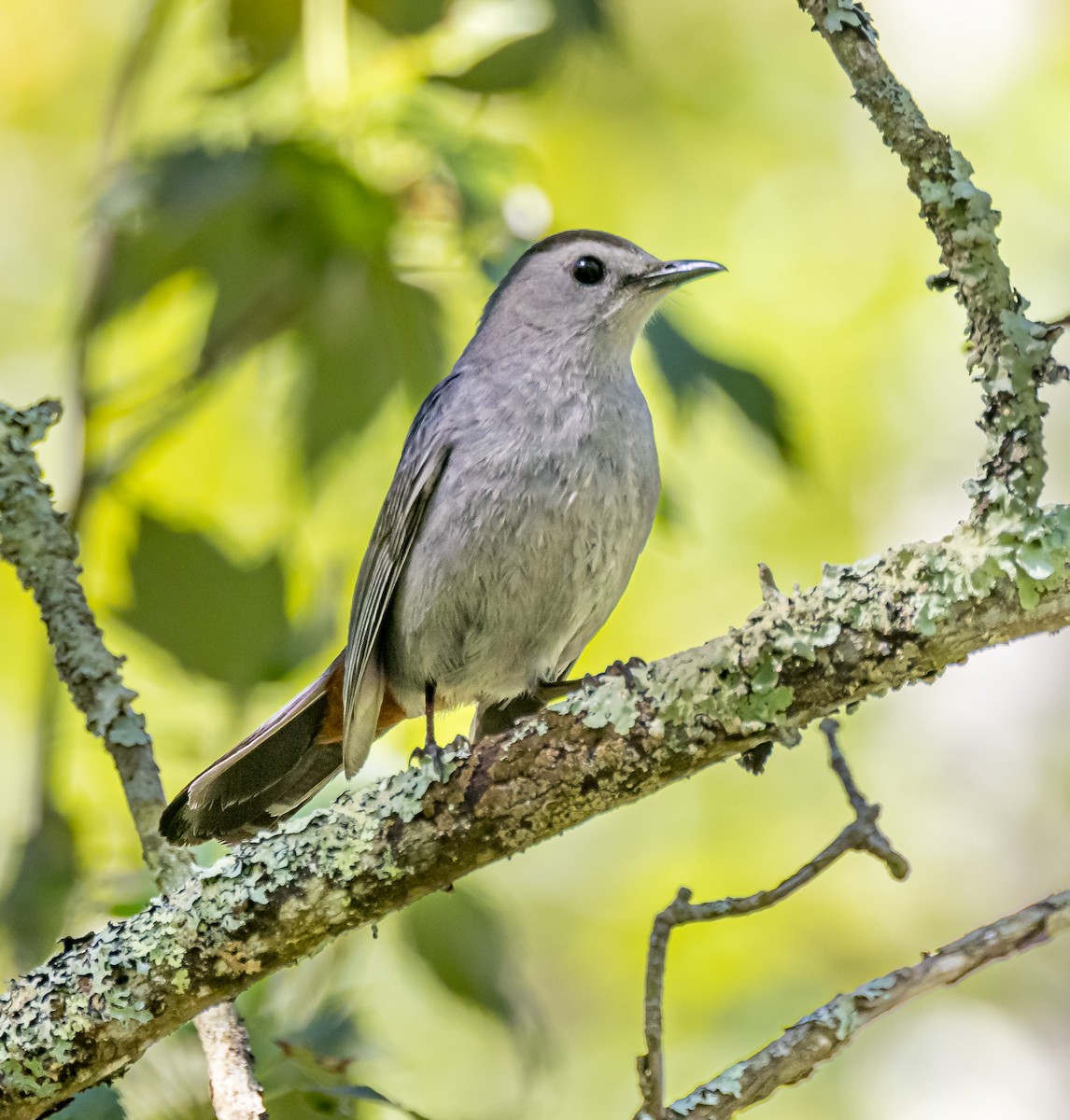 Gray Catbird - ML620451295