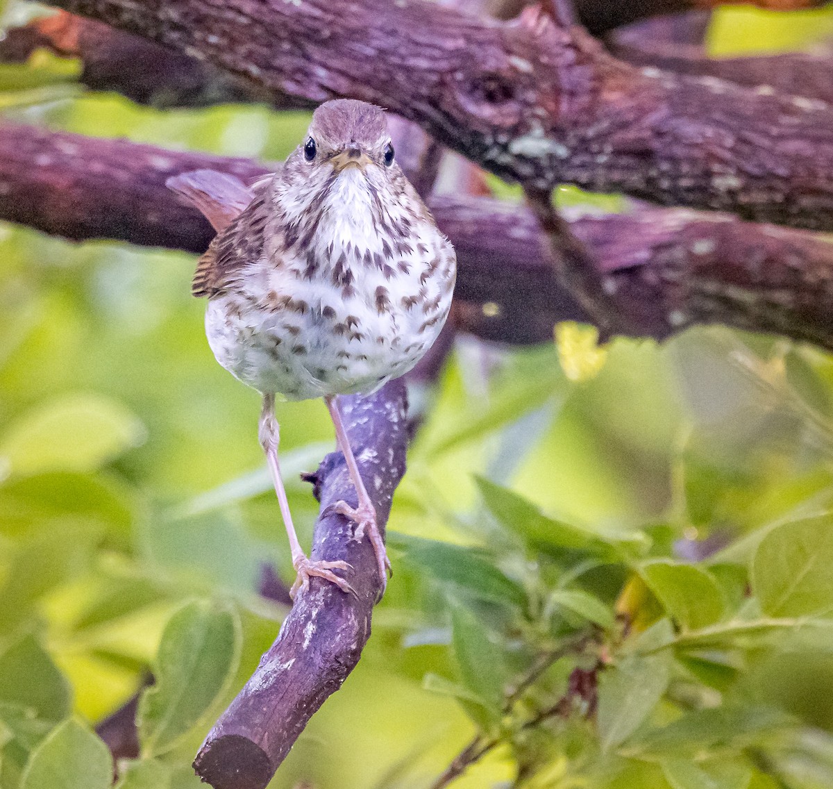 Hermit Thrush - ML620451308