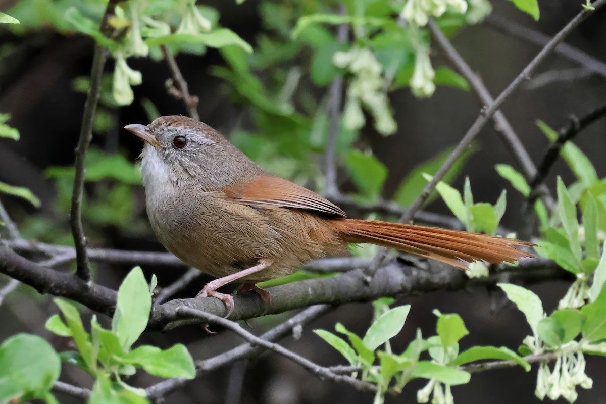 Rufous-tailed Babbler - ML620451315