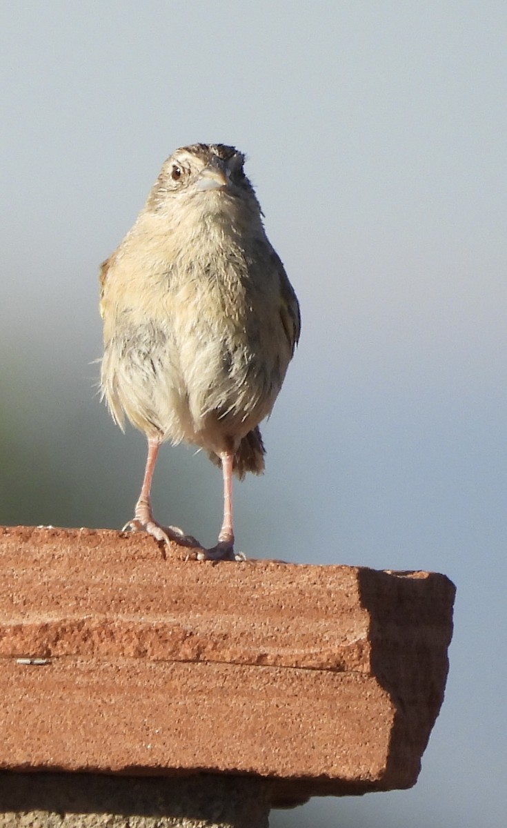 Botteri's Sparrow - ML620451318