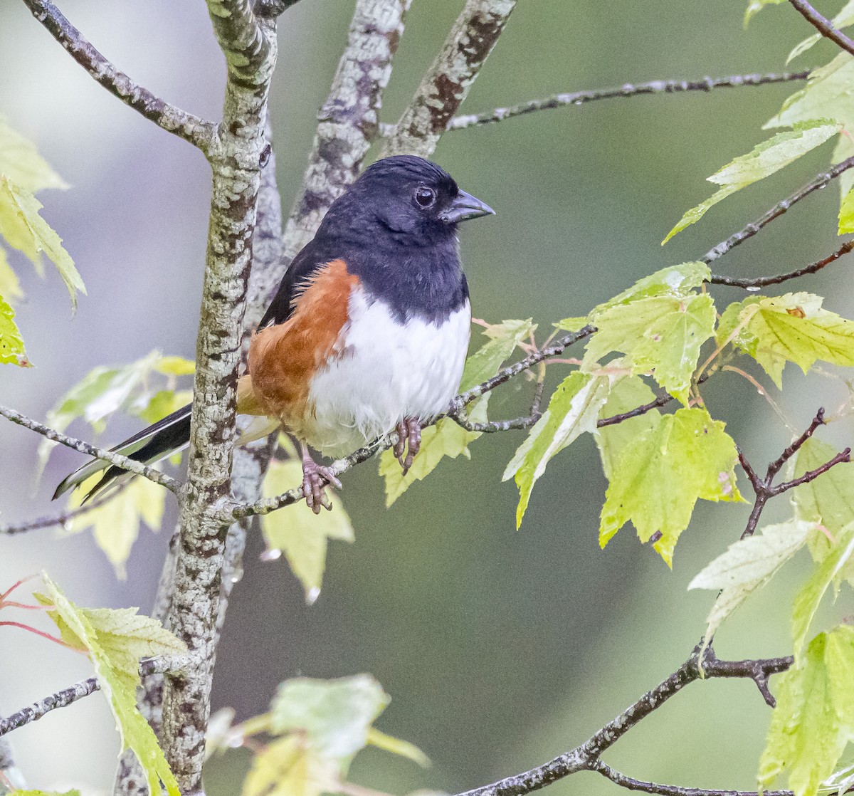 Eastern Towhee - ML620451324