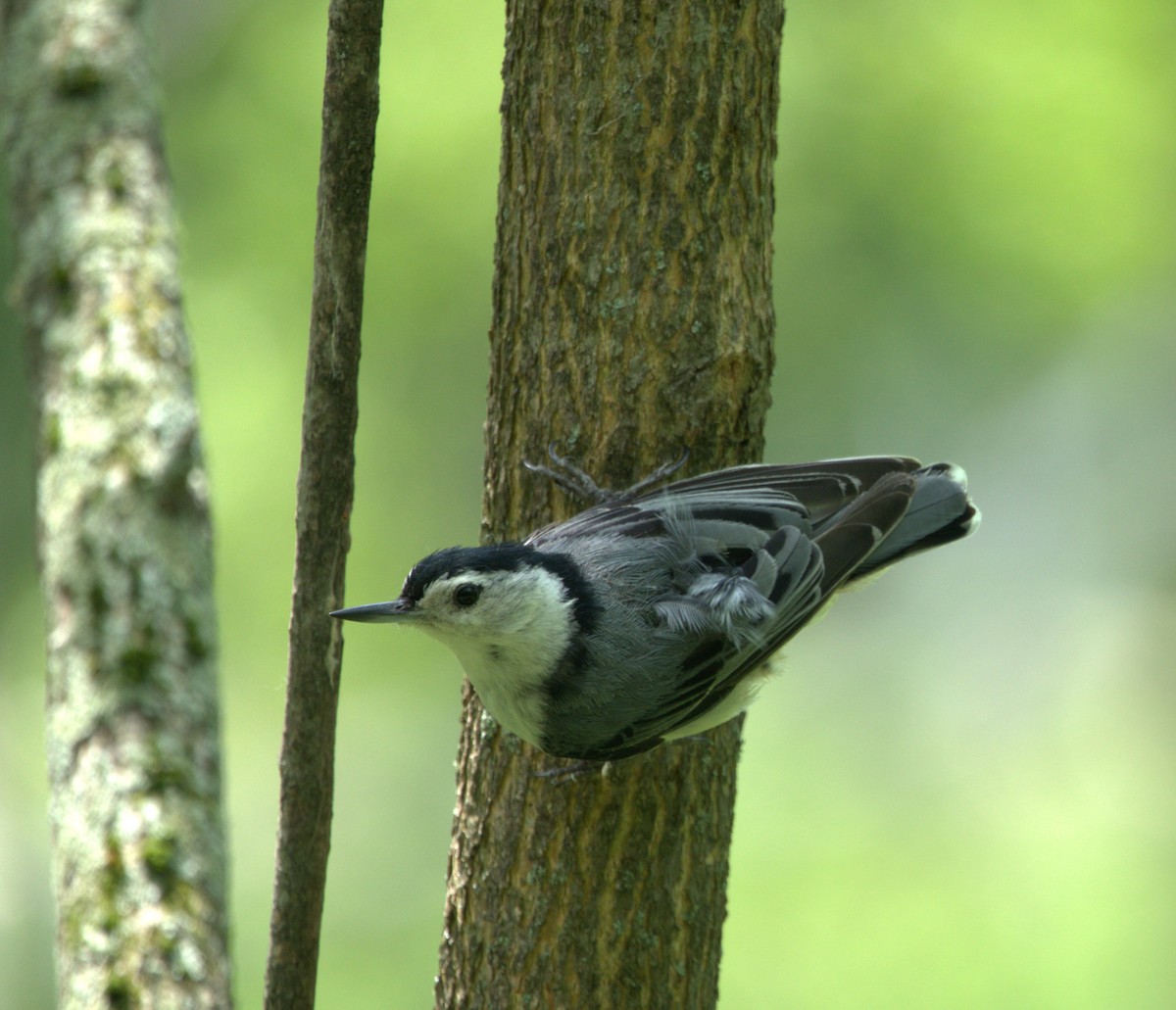 White-breasted Nuthatch - ML620451325