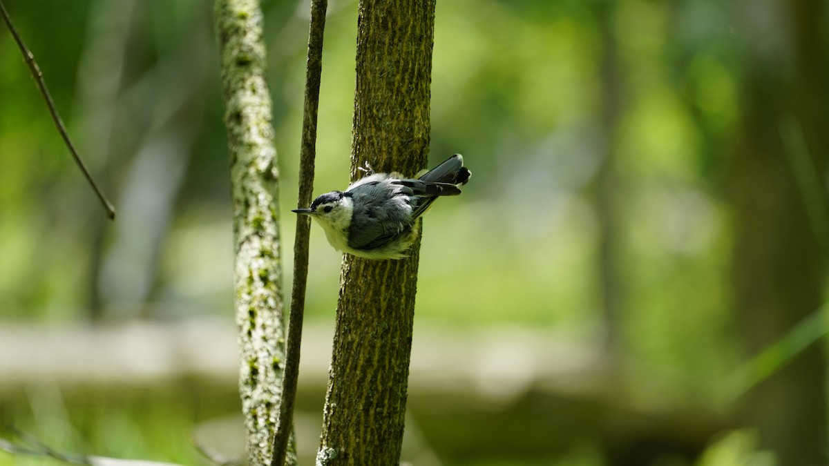 White-breasted Nuthatch - Jacinthe L