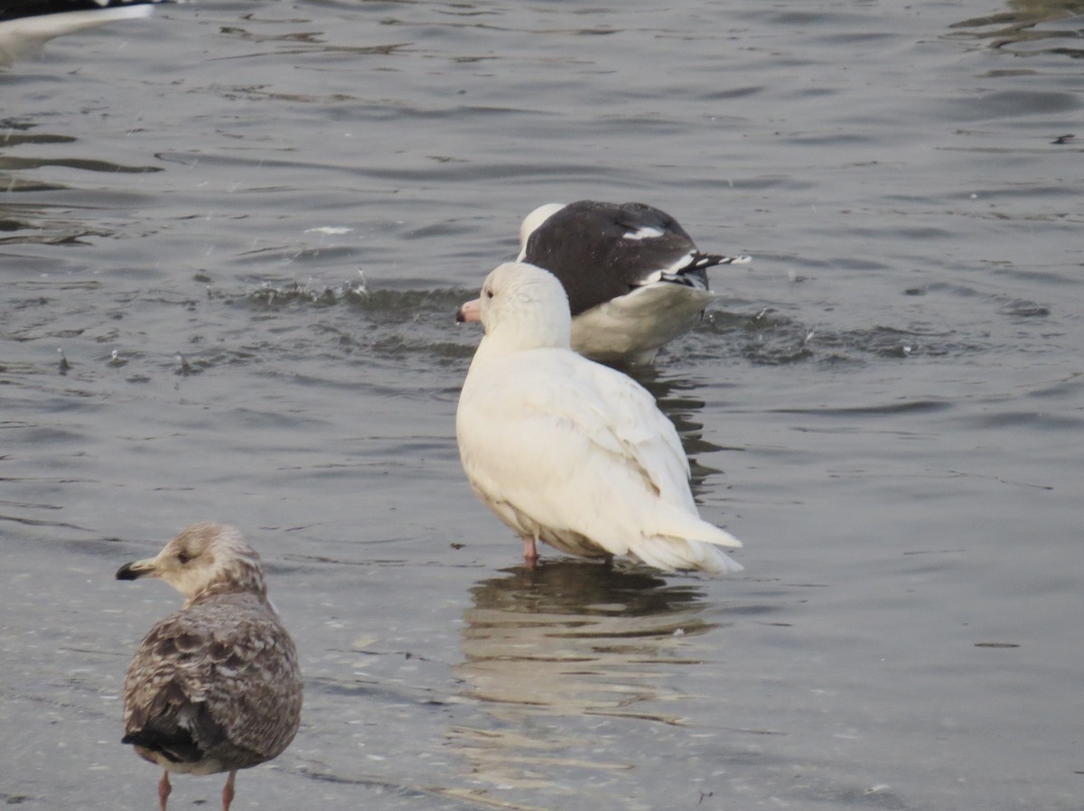 Glaucous Gull - Pamela Hunt