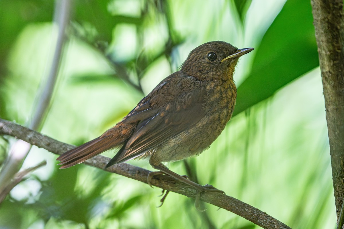 Ruiseñor Japonés (tanensis) - ML620451337