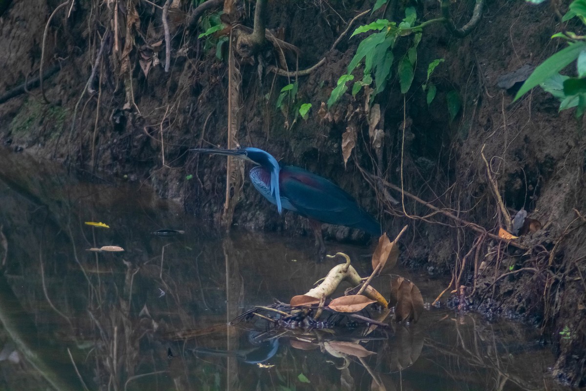 Garza Agamí - ML620451338