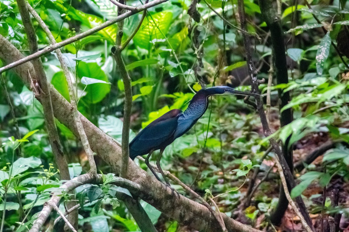 Agami Heron - ML620451339