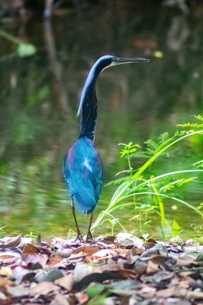 Agami Heron - ML620451343