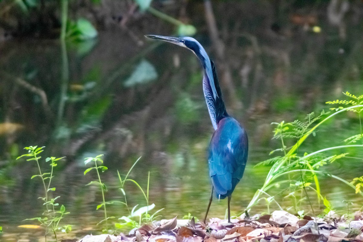 Agami Heron - ML620451345