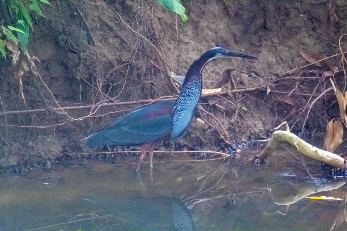 Garza Agamí - ML620451347