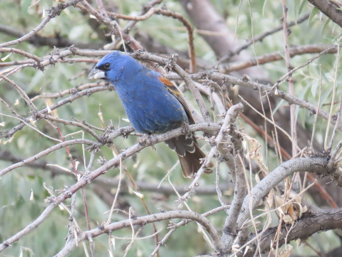 Blue Grosbeak - ML620451352