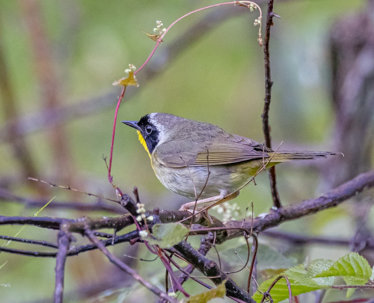 Common Yellowthroat - ML620451357