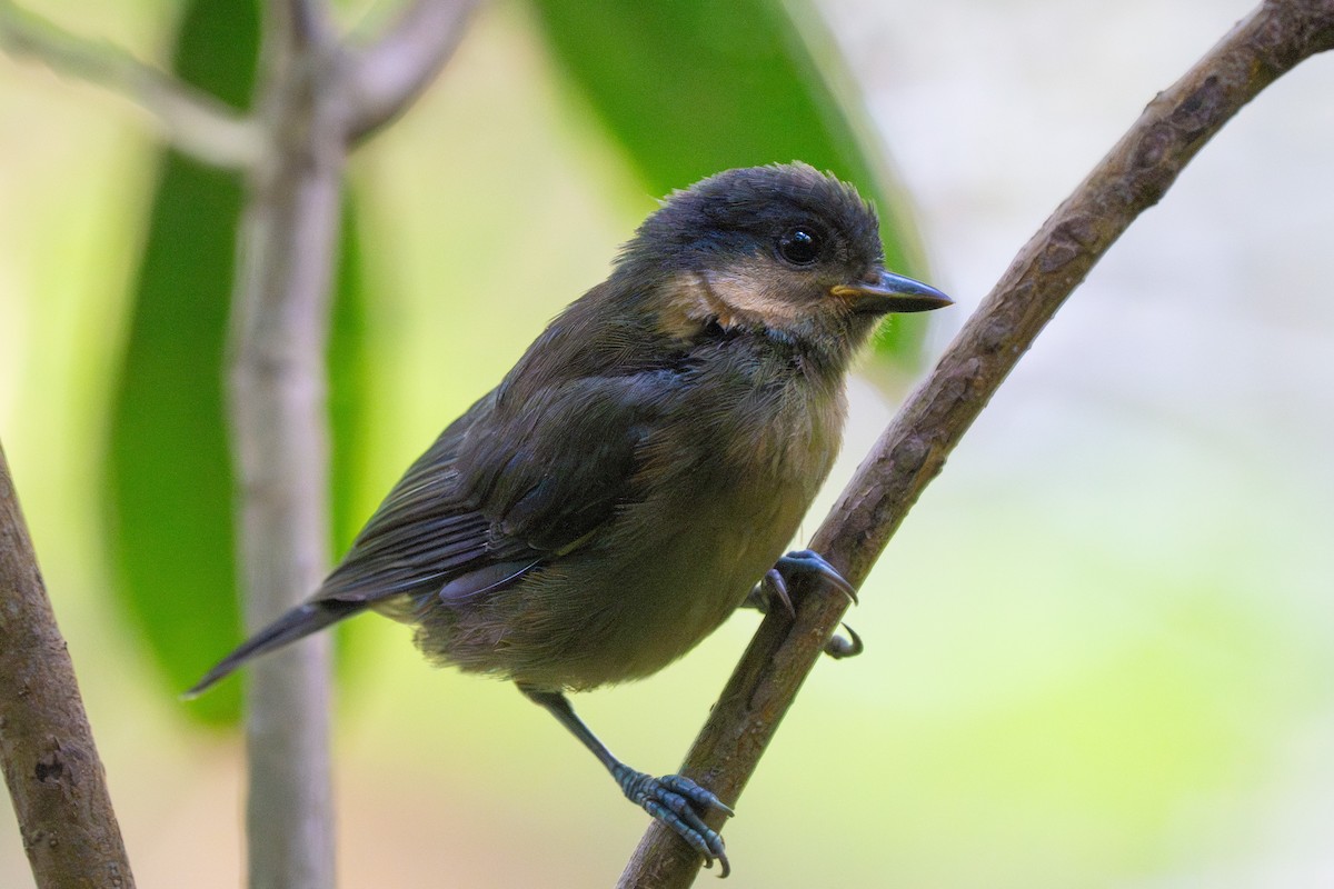 Owston's Tit - ML620451360